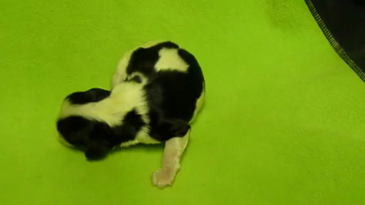 028 portée de GLORIA né le 26 mars 2013