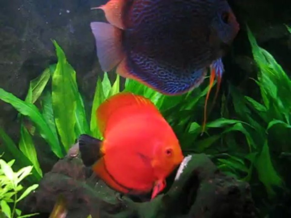 communautaire 2013 +ponte discus