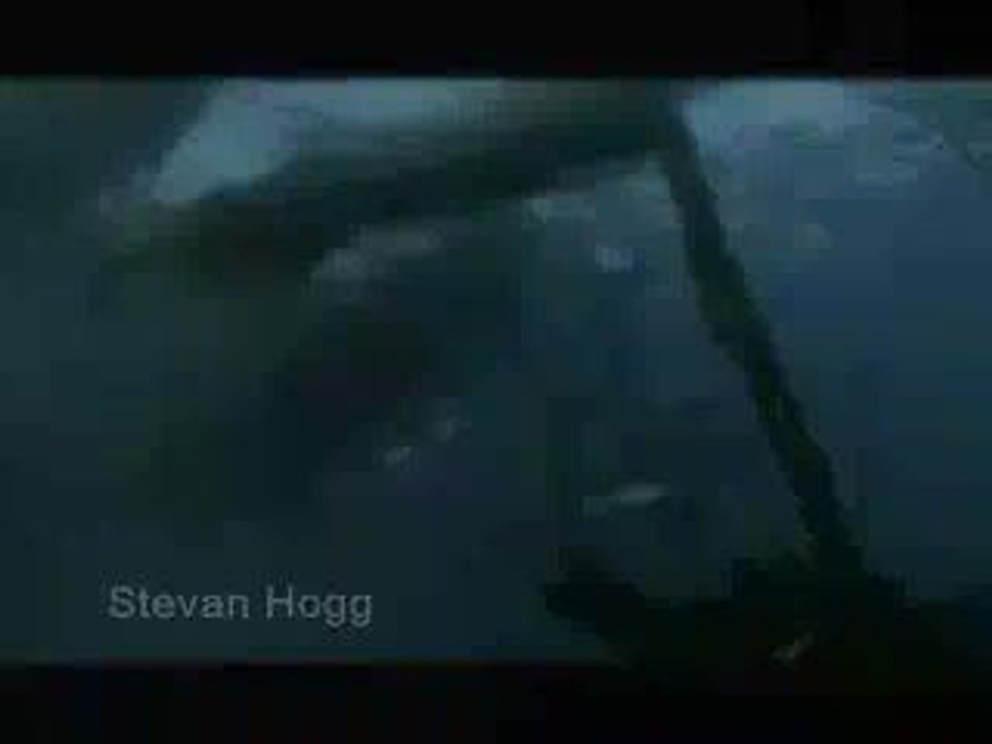 ⁣Octopus Eats Shark