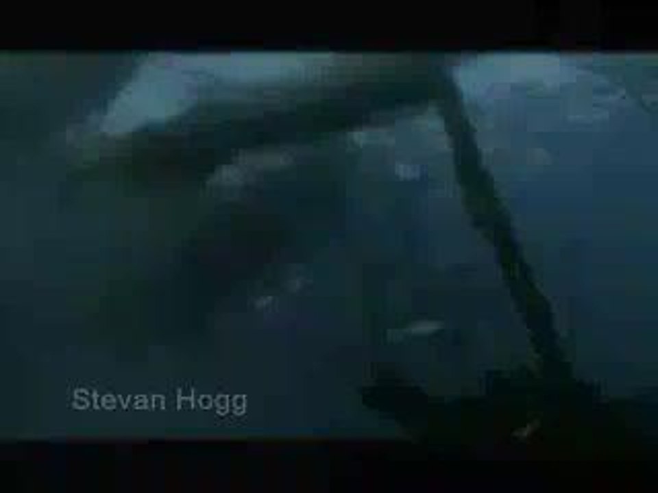 Octopus Eats Shark