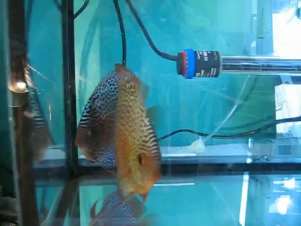 penang eruption (B.B)