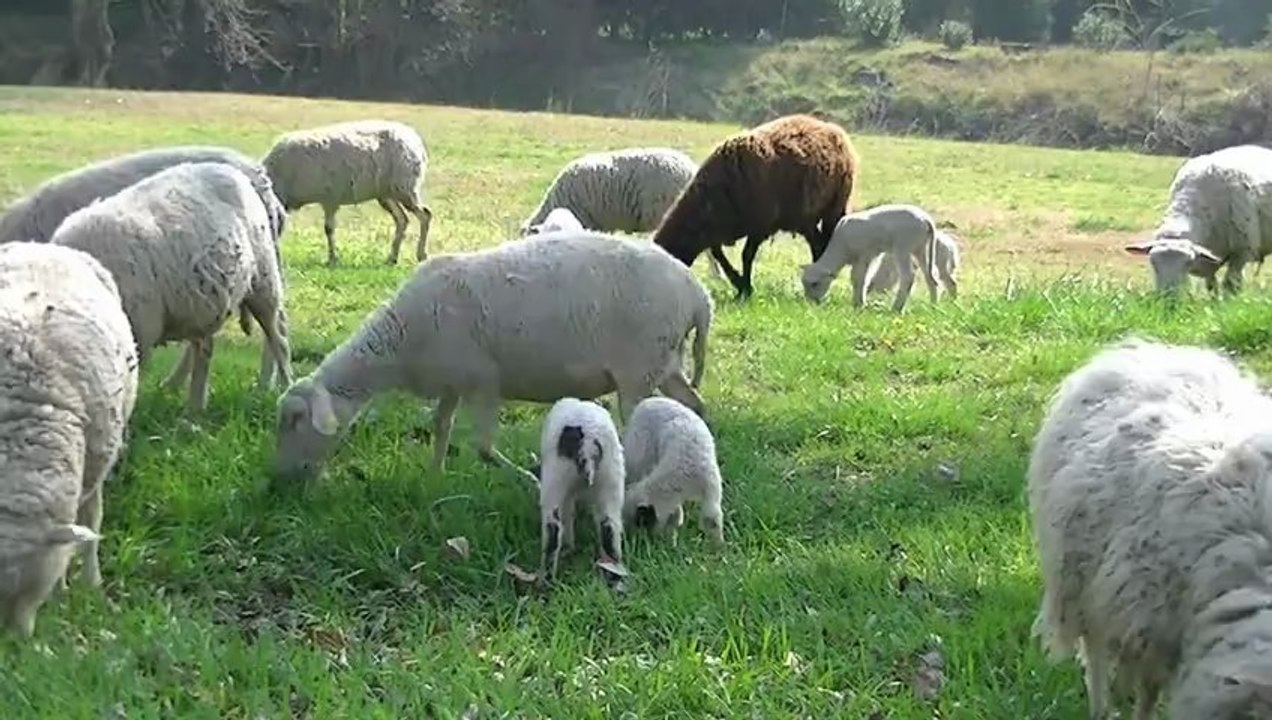 Retour des moutons sur les berges du Roubion