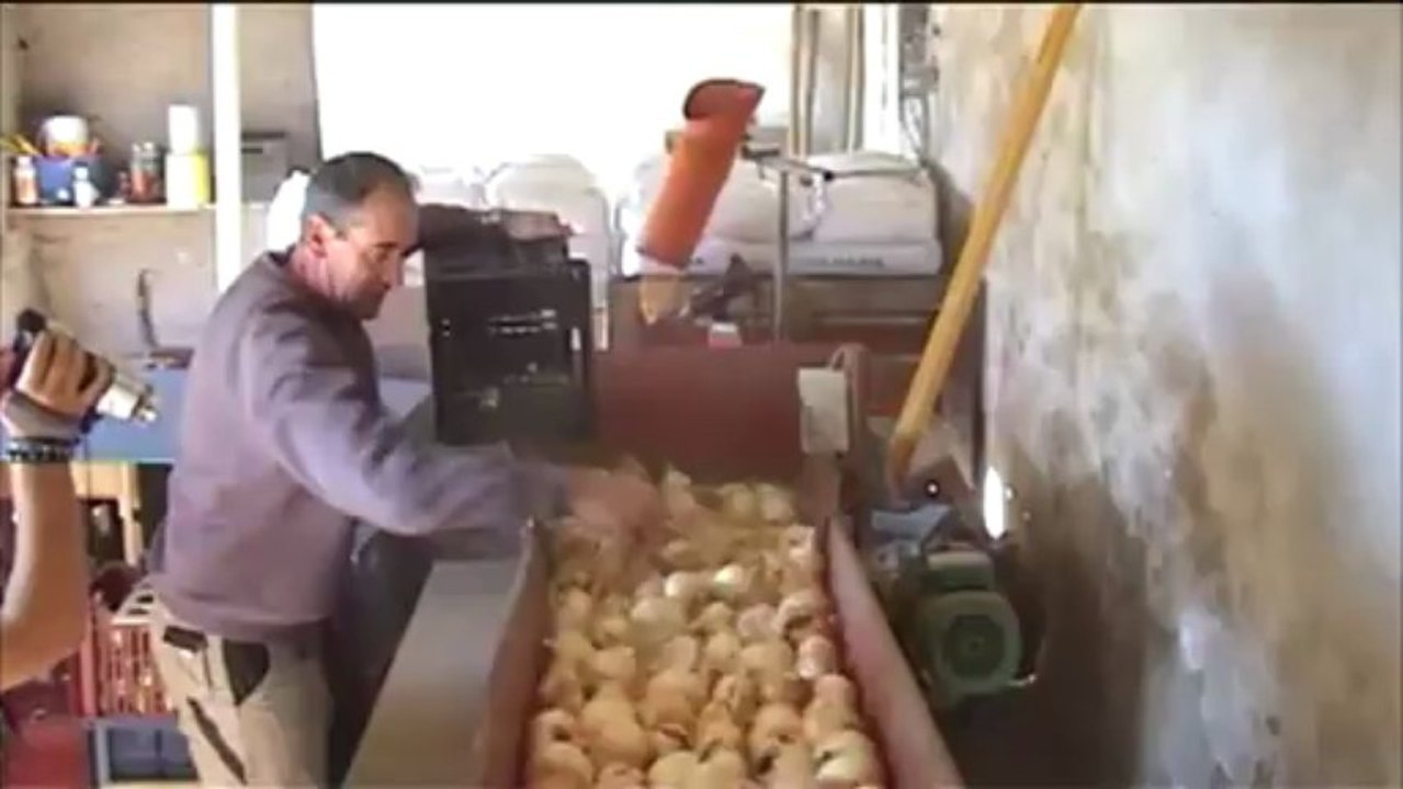 agriculture and co... au pays de l'oignon doux