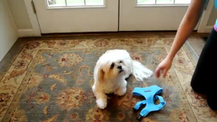 How to put on a Dog Harness in under ten seconds