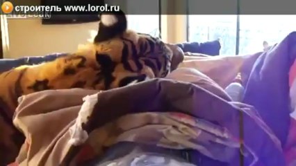 тигр в квартире