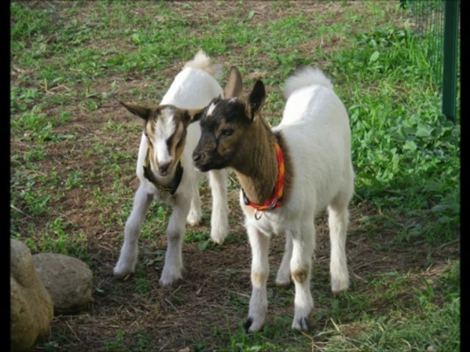 L'adoption