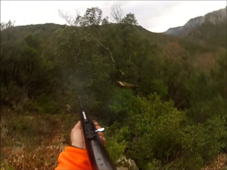 Chasse au sanglier dans l'Hérault. Causse.