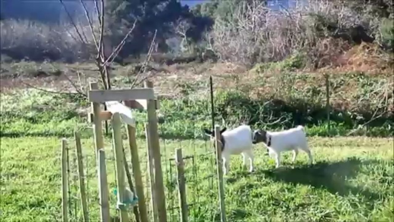 Sam est prisonnier