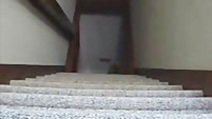 Adorable Dog Speeds Up Stairs