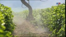 Enquete APACHE sur les pesticides - JT de TF1 - 20h du 27 mars 2013