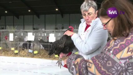 1 avril 2013 - exposition avicole st-lo