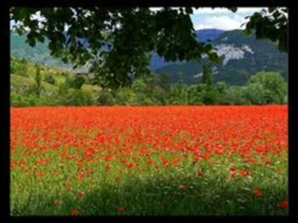 Comme un p'tit coquelicot (Mouloudji Cover)