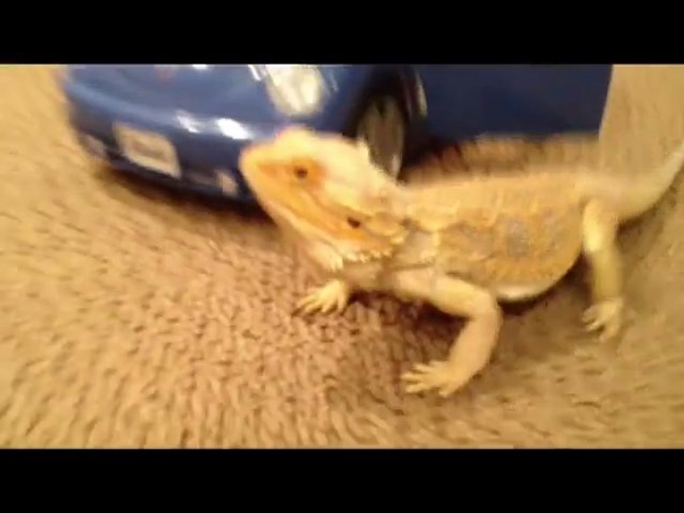 Bearded Dragon Swagg
