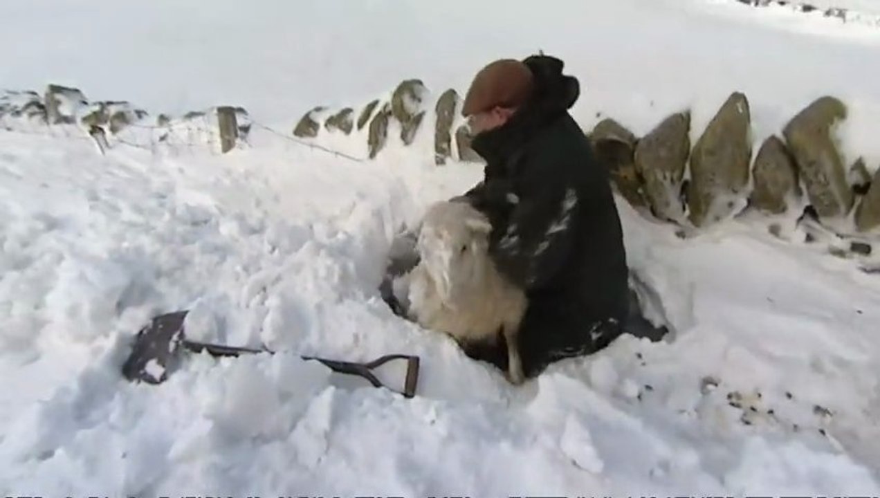Des moutons bloqués 3 jours sous la neige