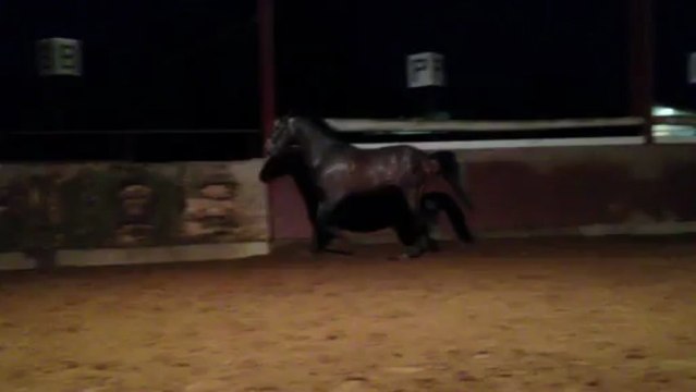 Hacendoso, Pur Race Espagnol, saut 1m30