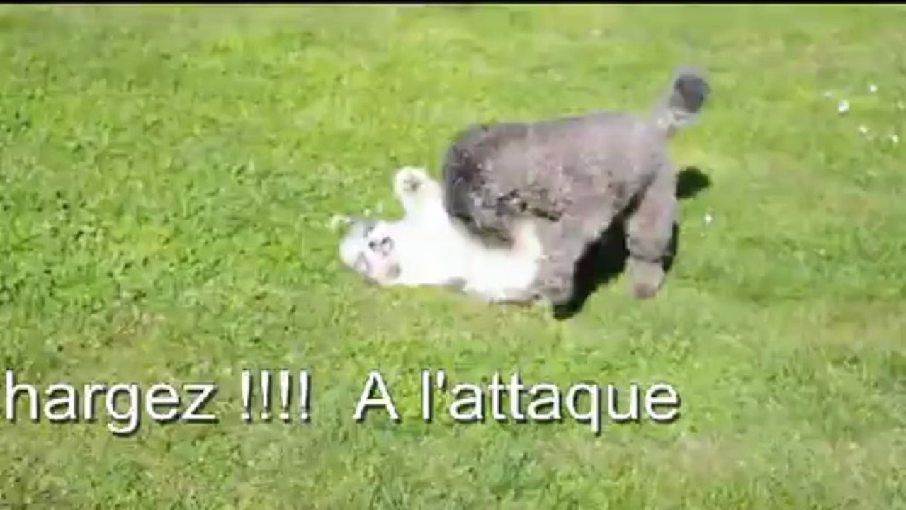 A l attaque