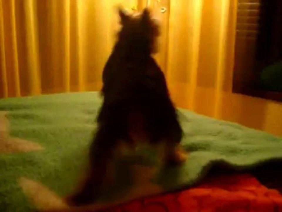 Dog dance