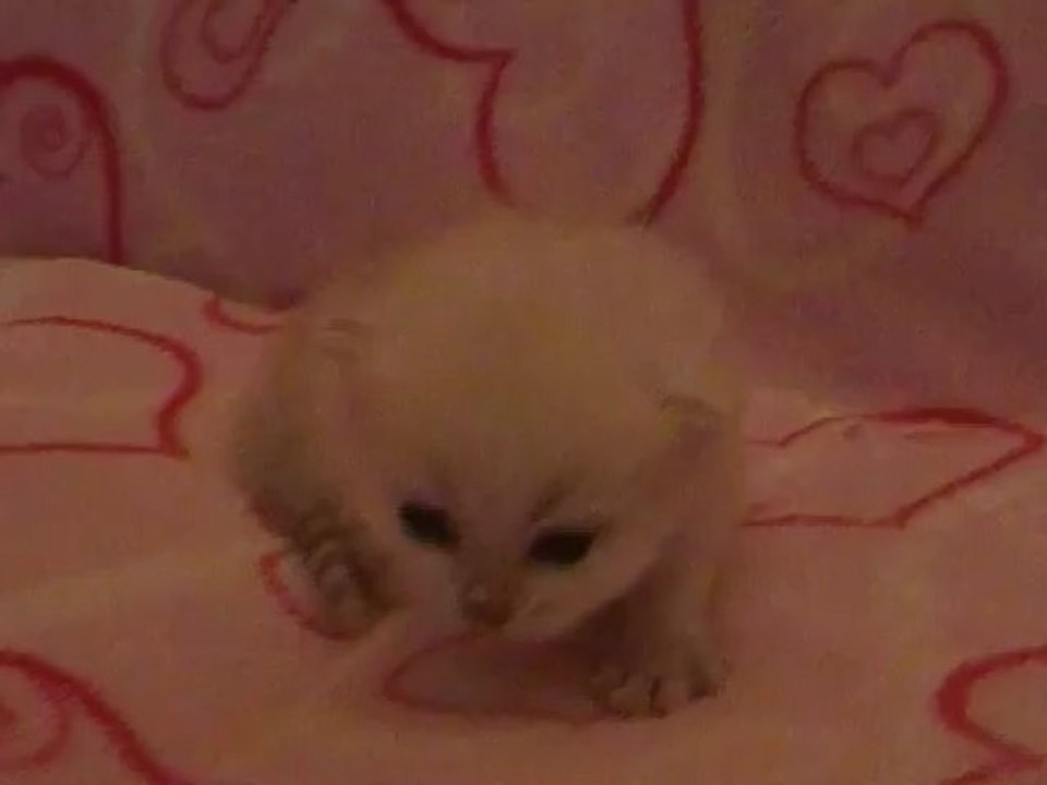 Ian des Rêves du Sud