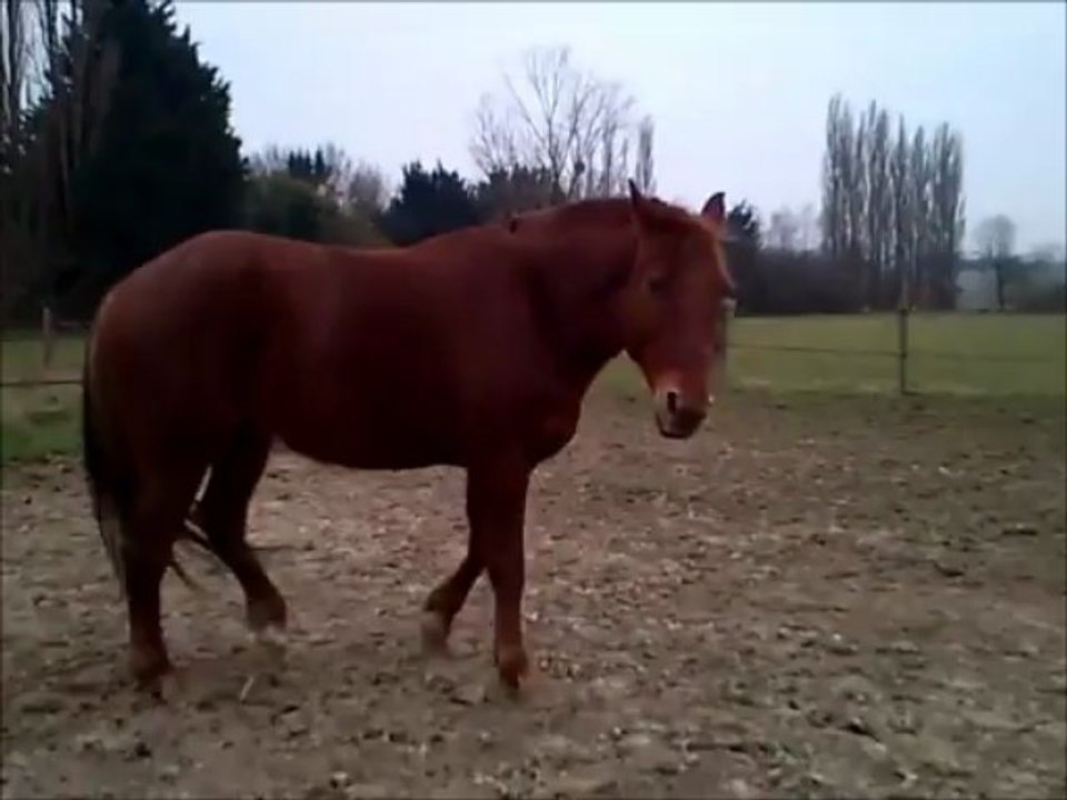 les loulous au pré 27 03 2013