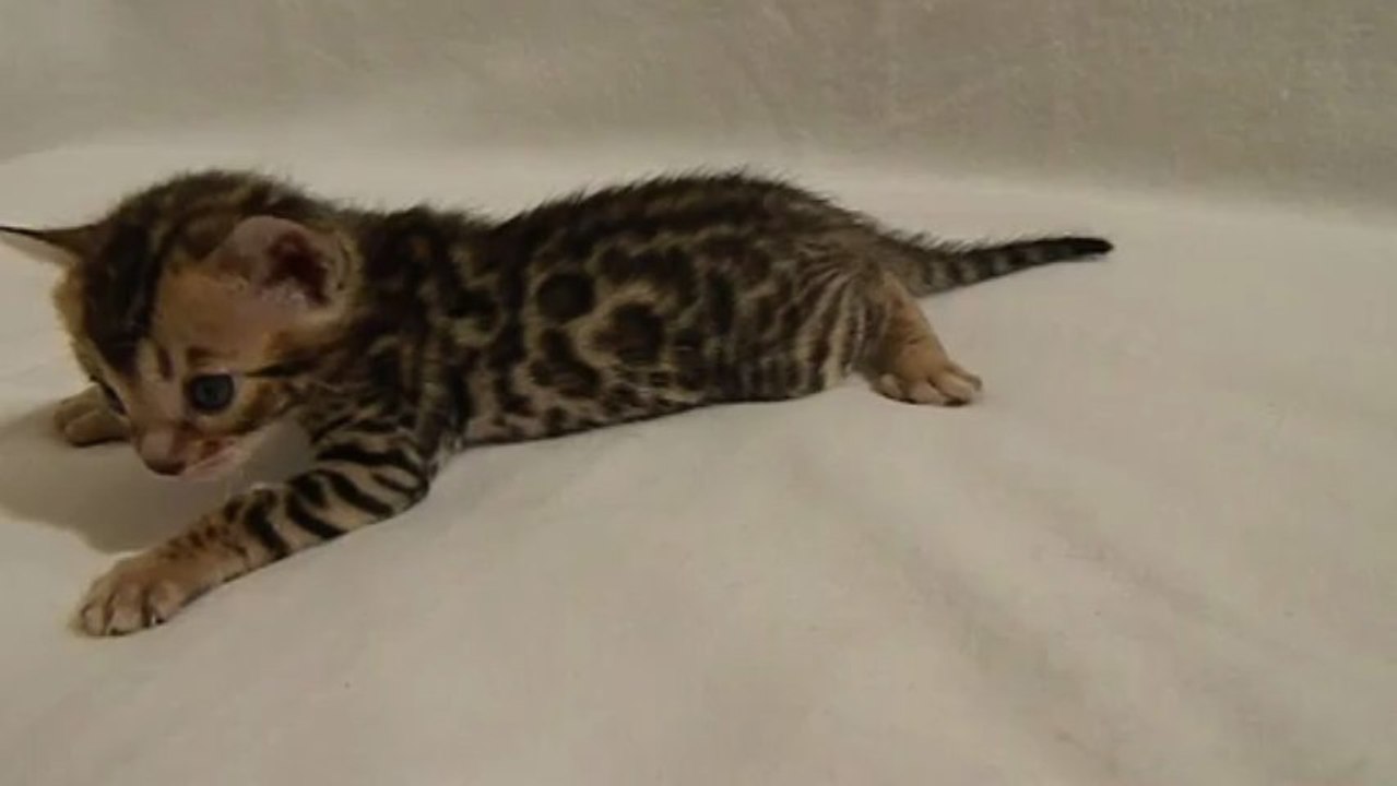 Ispahan des edenbengals