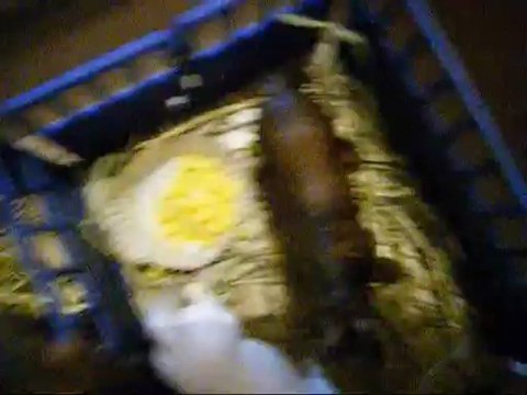 centre equestre les blaches (schleich)