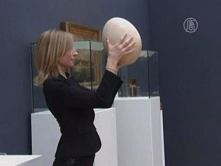 яйцо, самое крупное в мире