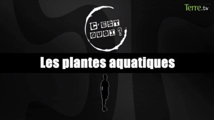 C'est quoi les plantes aquatiques ?