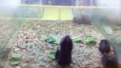 Hamster'lerin Harlem Shake Dansı