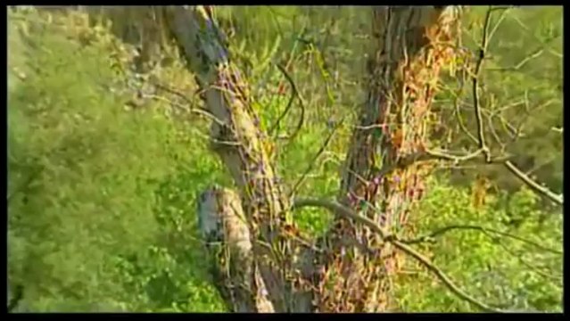 Mustafa Sırtlı - Deli Kız