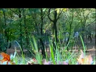 Adnan Yılmaz - Haydi Yarim Ormana