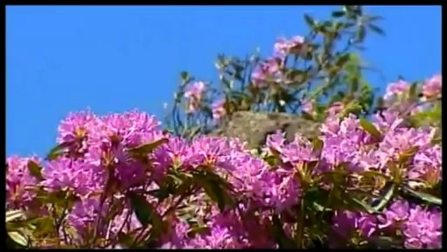 Sait Uçar - Düşme El Ocağına