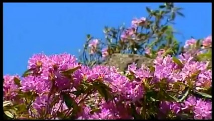 Sait Uçar - Düşme El Ocağına