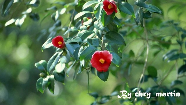 Thunayenikkeshuve Malayalam Christian Devotional song by Sujatha