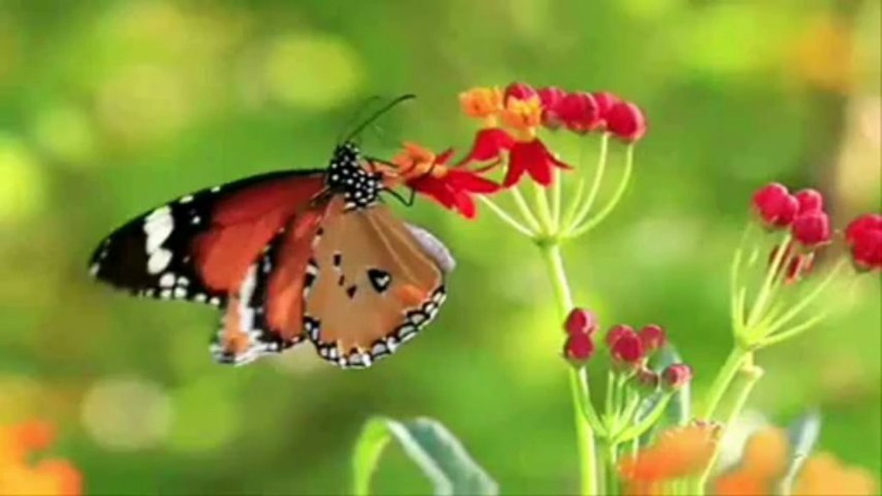 Spring of life...(Stamatis Spanoudakis)