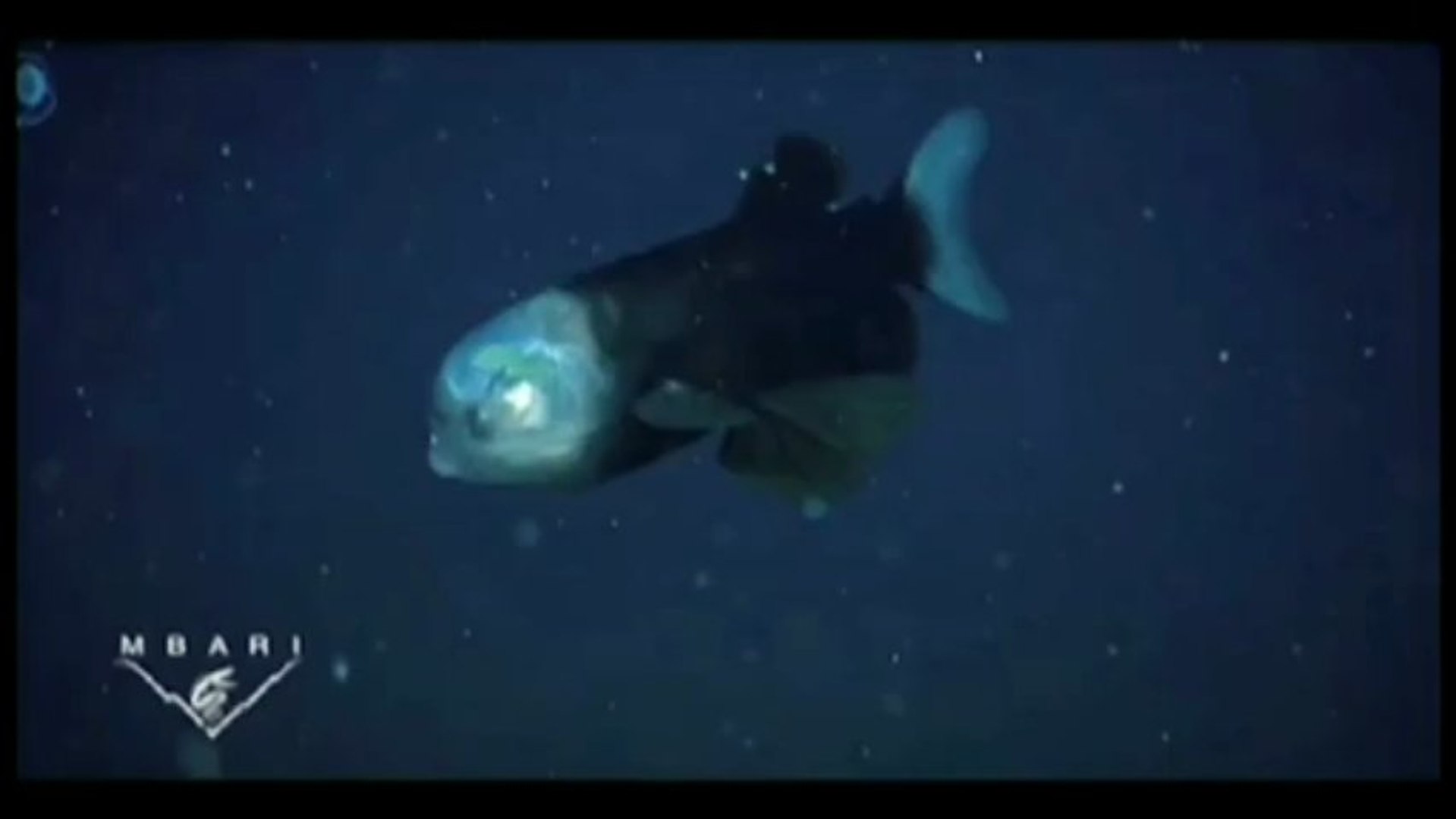 Fish With Transparent Head Filmed - YouTube