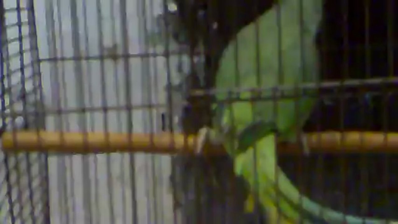 My Parrot