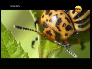 Тайны мира: "Битва за еду" (22.03.2013)