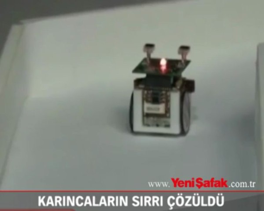 Karıncaların sırrı çözüldü