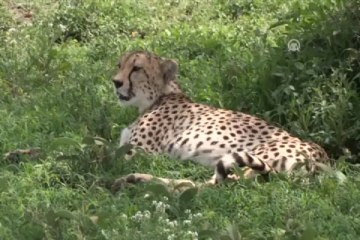 Çitaların gizemli dünyası