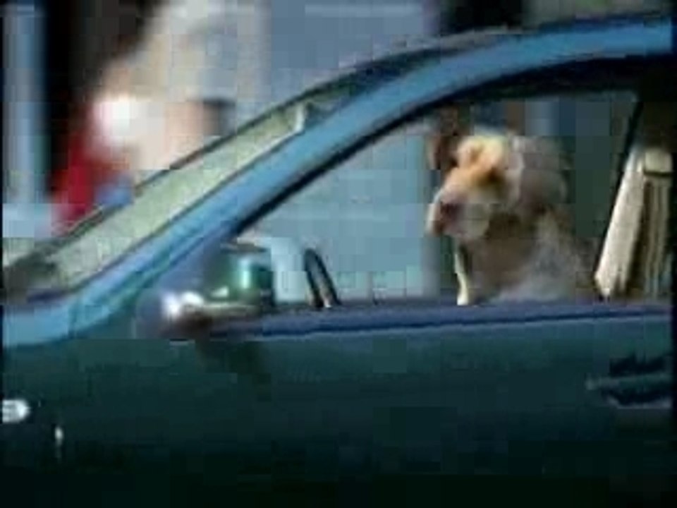 2005_heineken_perro