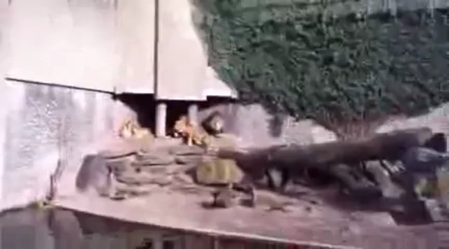 الأسود تصطاد مالک الحزین داخل حدیقة الحیوان