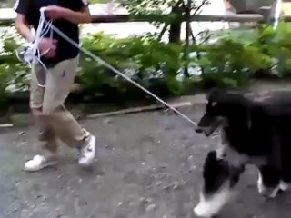 食べるの言葉に弱いうちのアフガンハウンド。（セル）