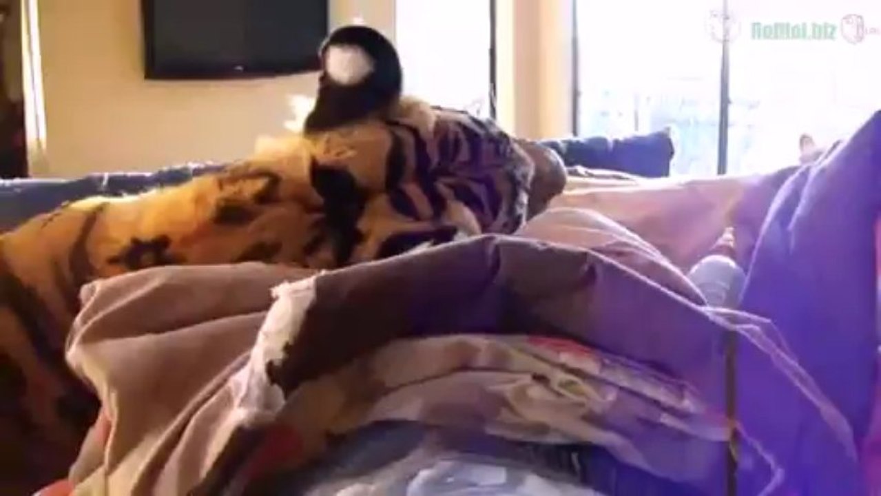 Neues Haustier im Bett