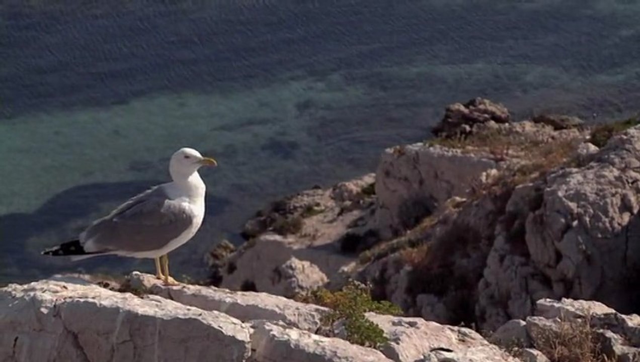 Marius Gandolfi, le gabian de Pierre Meynadier