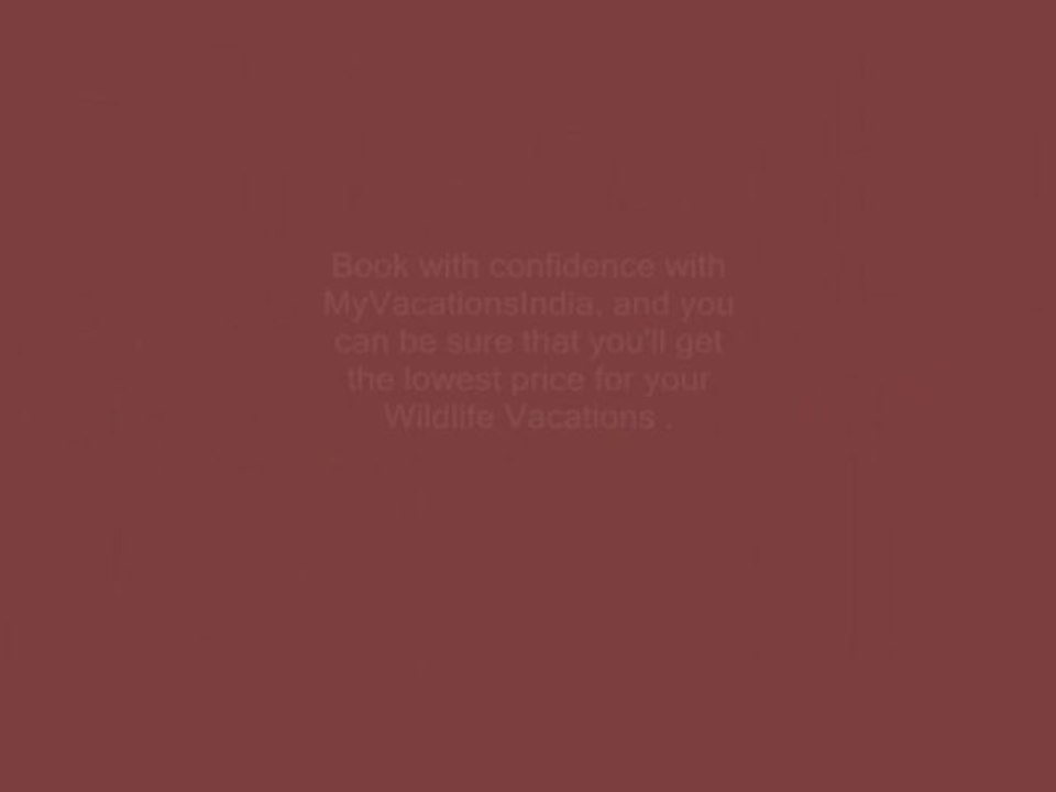 Avail the Best Offers in Wildlife Vacation Packages