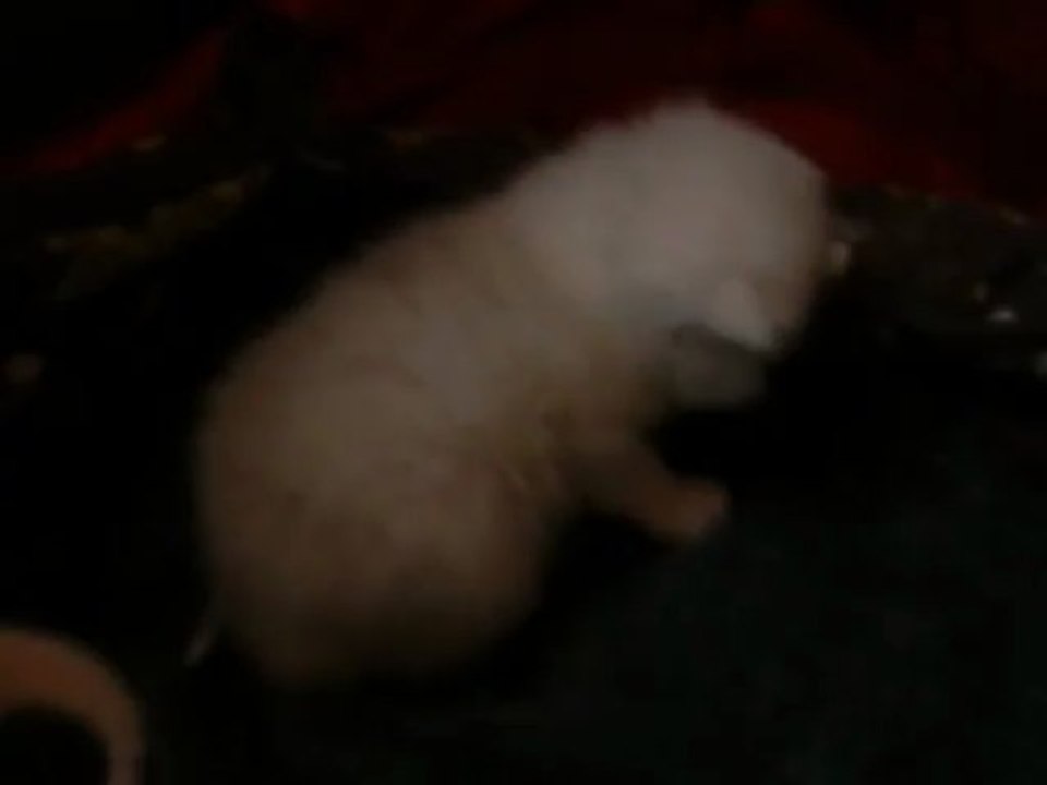 Les BB de Heidi ont 18 jours