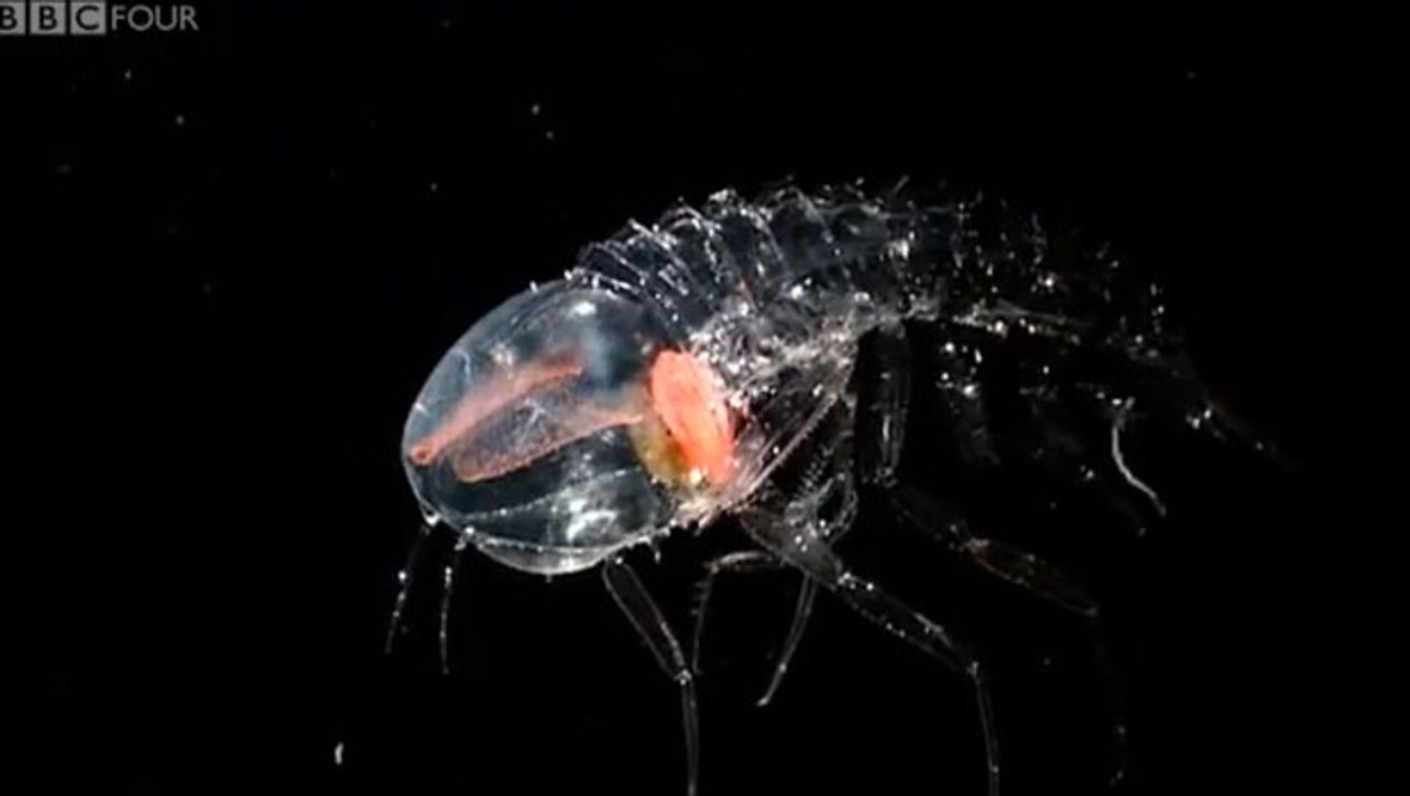 Les créatures translucides de l'océan