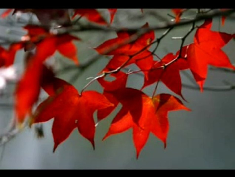 49 Ny Trinite Masina