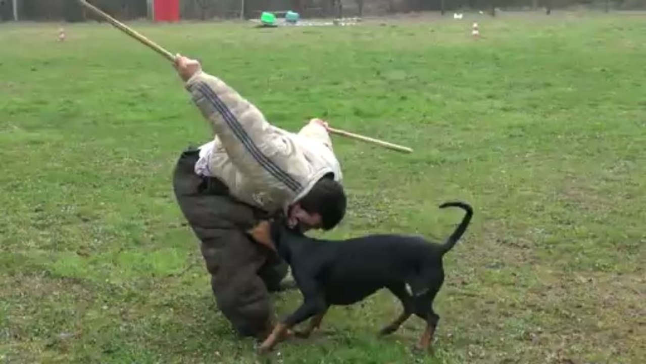 Face fuyante 2 HA magmar von der burgstatte 2 ans 1 mois et 3 semaines