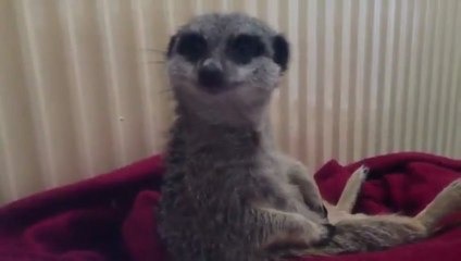 Adorable Meerkat Fighting Sleep